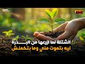 كيف تزرع الشتلات من البذور في المنزل باحترافية كالمشاتل