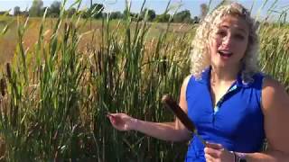 Cattail Corndogs Ready For Harvest