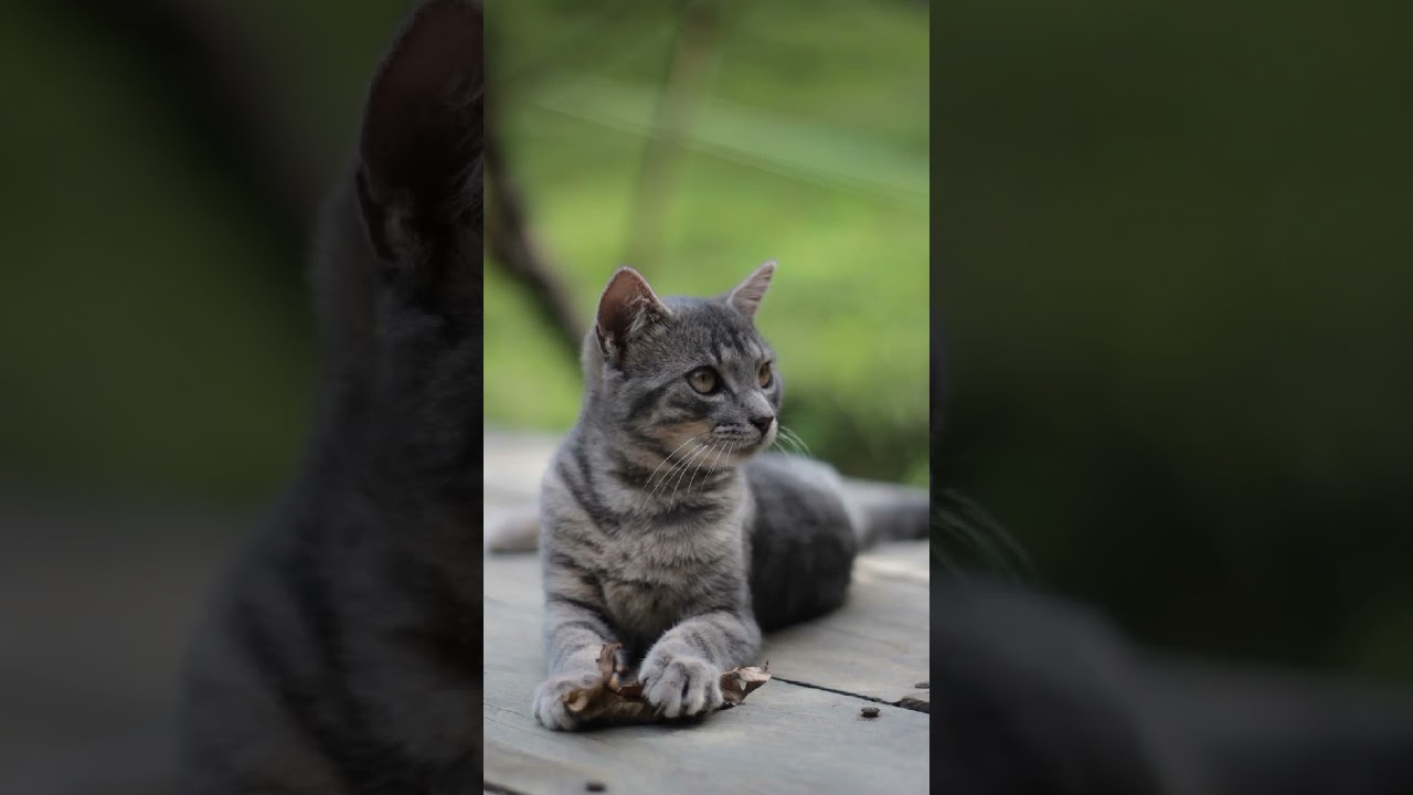 𝙴𝚍𝚒𝚝𝚒𝚗𝚐 𝚌𝚊𝚝 𝚙𝚒𝚌 || 