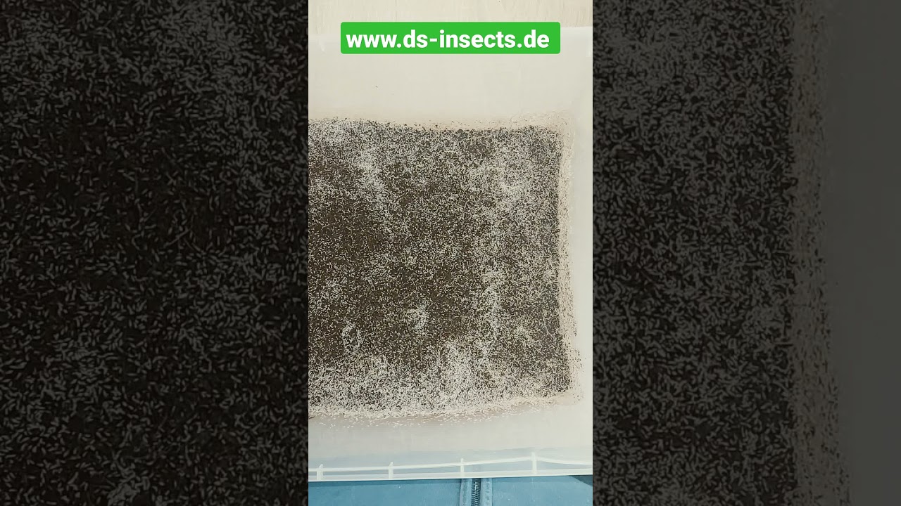 10 Liter Box des Großen rosanen Springschwanzes!