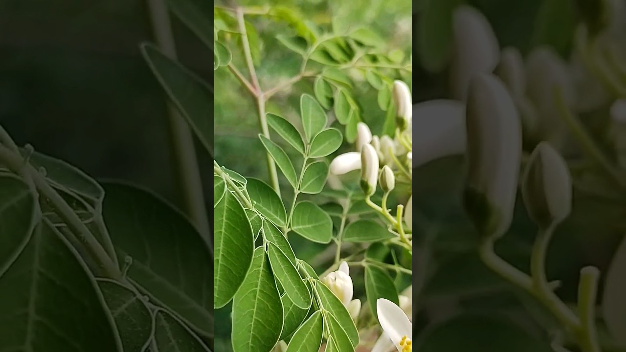 Moringa - Você conhece essa planta? #cultivandovariedades #plantas #moringa