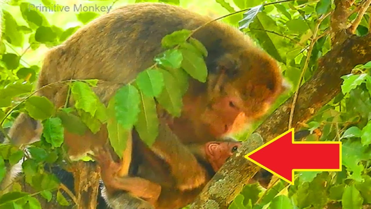 Breaking My Heart! Why Amari Angry and Bite Lori, Then Walking Away Like This!