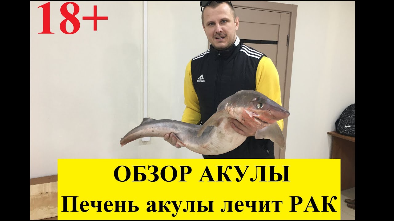 врач который лечит акул