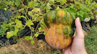 Picking Shishigatani pumpkin on a rainy day