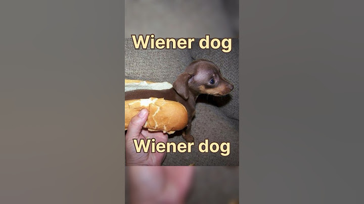 Wiener Dog, Wiener Dog How Did You Get So Long? #shorts #trending #viral #dog #wienerdog #song
