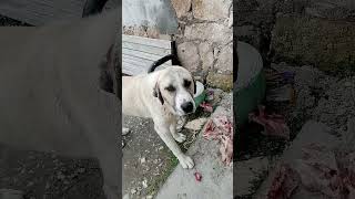 Sahiplendigimiz Köpeğin Mamasını Goturdukwe Fed The Cat Food That We Adopted On Site