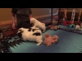 Angelheart Havanese - puppies at play.  8 week old (Olivia x Castle)