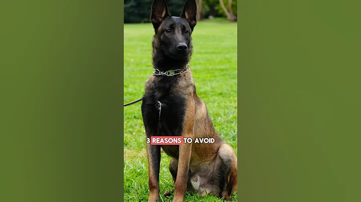 3 reasons to AVOID getting a Belgian Malinois as a family pet #shorts #dog #pets #belgianmalinois
