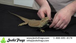 T-Rex Lizard Leash