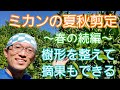 【ミカン(柑橘類)の夏秋剪定&摘果】傷みやすい時期は軽く整姿を🌳☀️