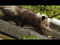 Explora con nosotros esta hermosa especie el Rabipelado del de Margarita