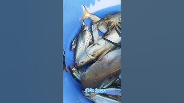 #Shorts / Câu cá hú tôm càng xanh cá xác sọc quá phê ngon miền tây sông nước #KiềmRapper