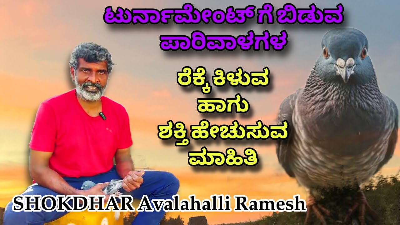 Avalahalli Ramesh Tips By Pigeon Health Tips Part 2