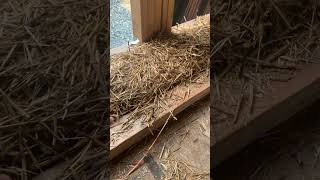 Installing Straw Bale Walls on a Wood Framed Floor | Filling the Void!