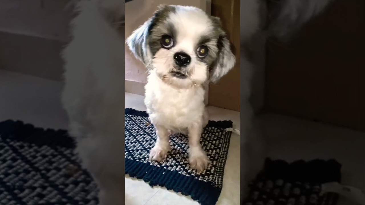 You make me Happy 🥰🐩💫 