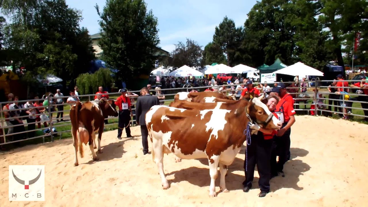 Boguchwała - XVI Regionalna Wystawa Zwierząt Hodowlanych