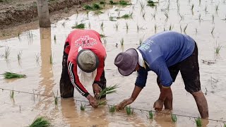 WONG LANANG JAGO TANDUR