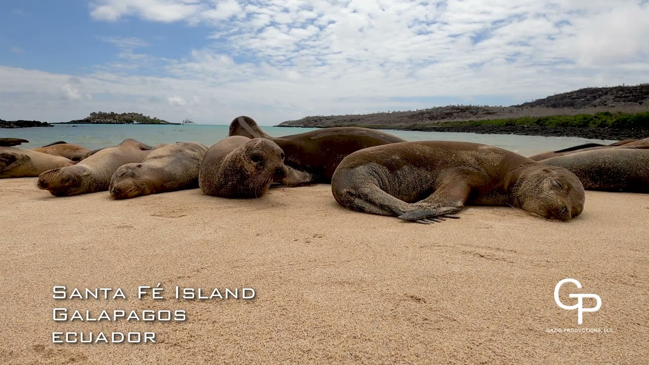 Sea Lions, Santa Fe Island, Galapagos, Ecuador