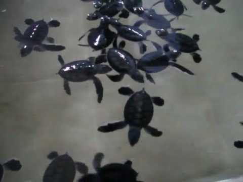Baby green turtles
