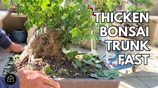 Cut Your Bonsai Like This to Thicken the Trunk
