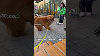 Dogs Being Goofy For No Reason