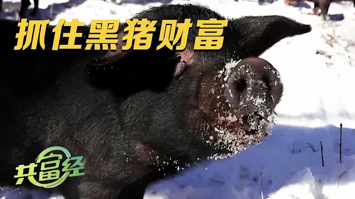 他在零下40度的地方养黑猪，最贵可以卖到2万一头！掌握这些散养技巧，你也能够抓住黑猪财富！|「共富经」20231123 - 天天要闻