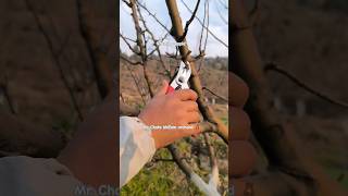 Pruning & training apple tree #trees #nature #mountains #river #tools #viral #ars