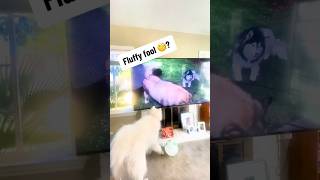 Is our Great Pyrenees Smart or Just Feeling Lazy? #funnydogvideos #greatpyreneesdog #samoyed