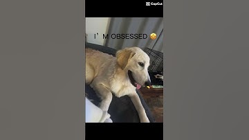 Sorry guys for not posting in a while😅 I’ve been busy. #dog #cute #happydog