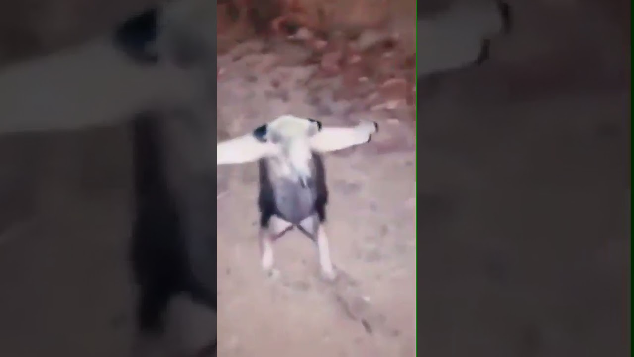 Animels Fun | wow how can he stand on his 2 legs
