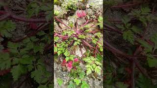 13 Avril 2024 Éraniumpourpré