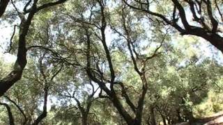 Corfu Peaceful Olive Grove