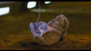 Starship Troopers 3: Marauder [2008] Bombardier Bug Screen Time