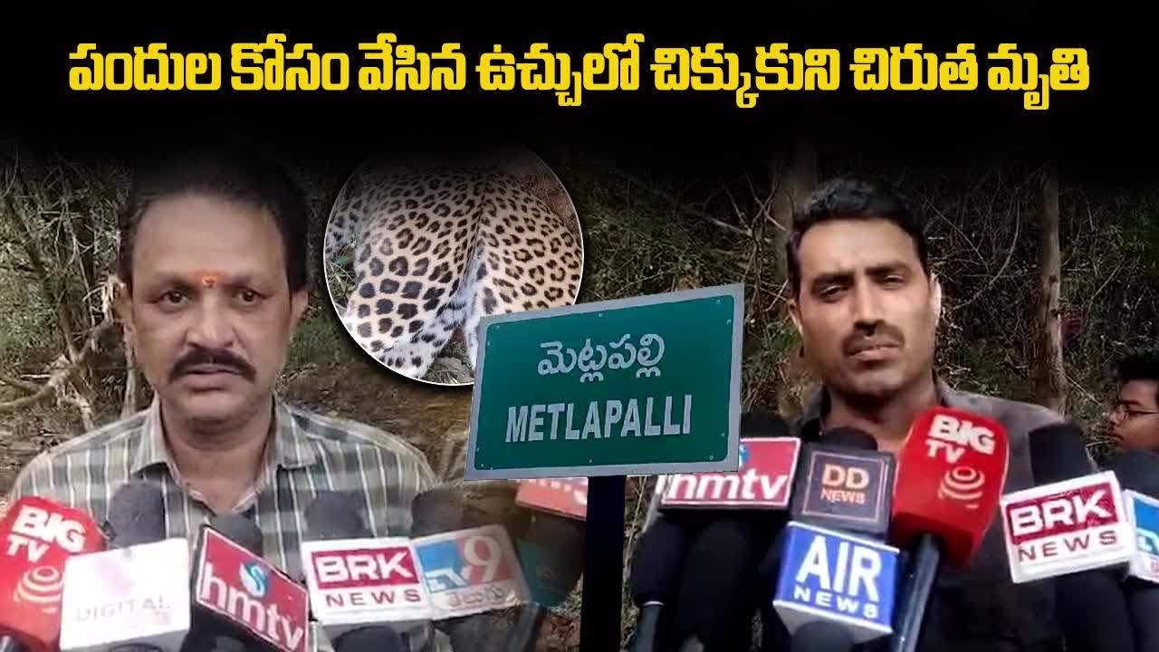A Leopard was Found In a Trap Set for Wild Pigs for Protecting Crops, Gannavaram || Samayam Telugu