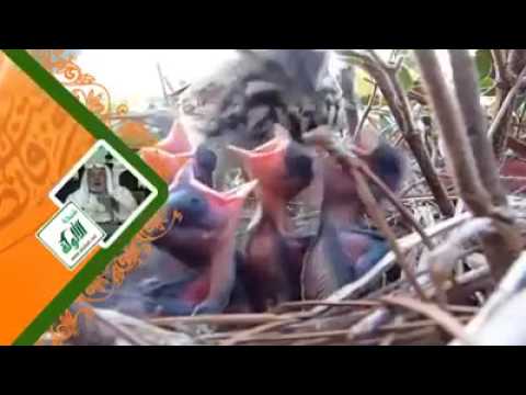 الرزق الشيخ علي الطنطاوي رحمه الله