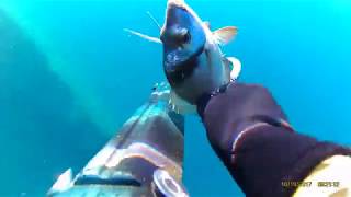 B Daniel Roller 85 in light mode... Sea bream vocal calling tactic