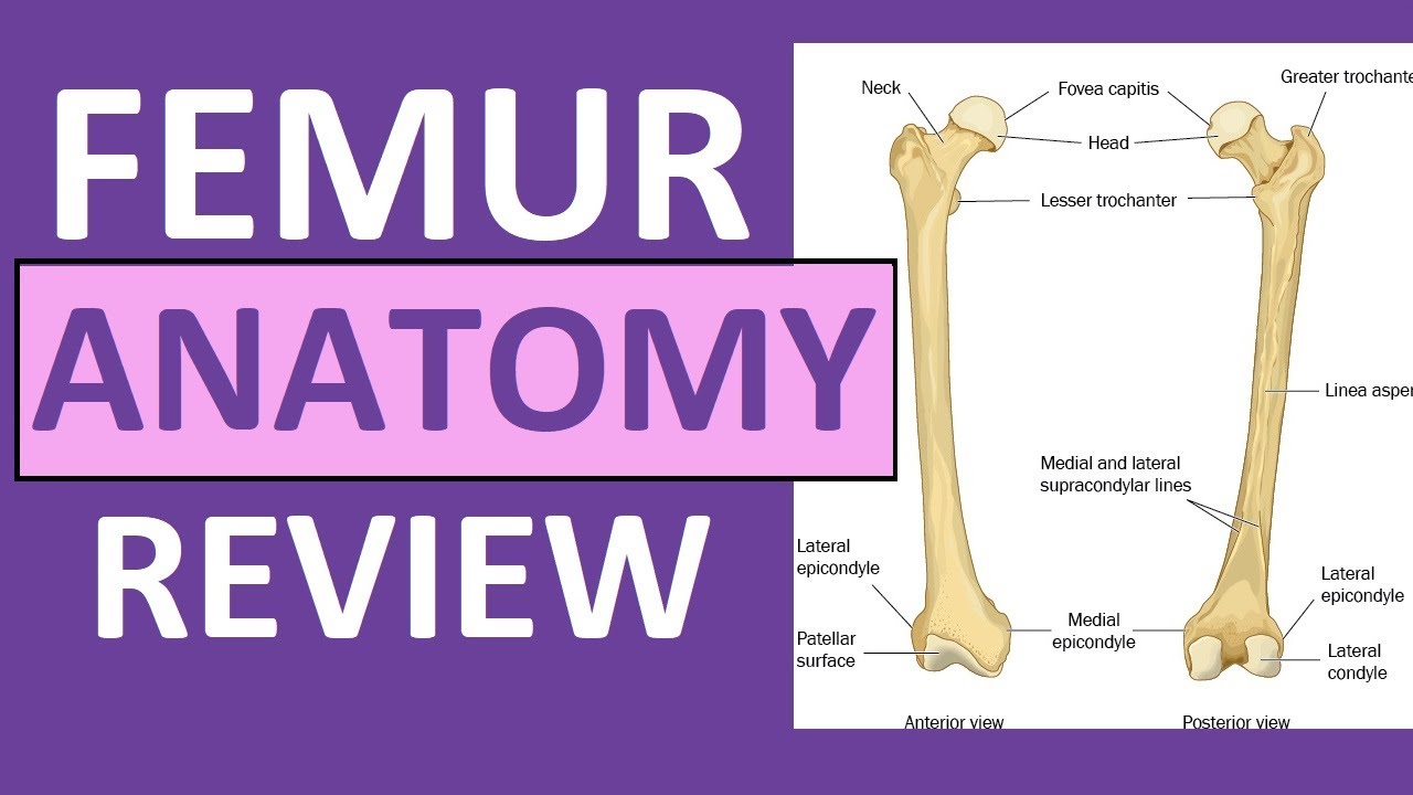 femur muscle attachments