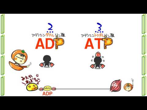 生物１章７話「ＡＴＰ」ｂｙWEB玉塾