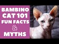 Bambino Cats 101 : Fun Facts & Myths の動画、YouTube動画。