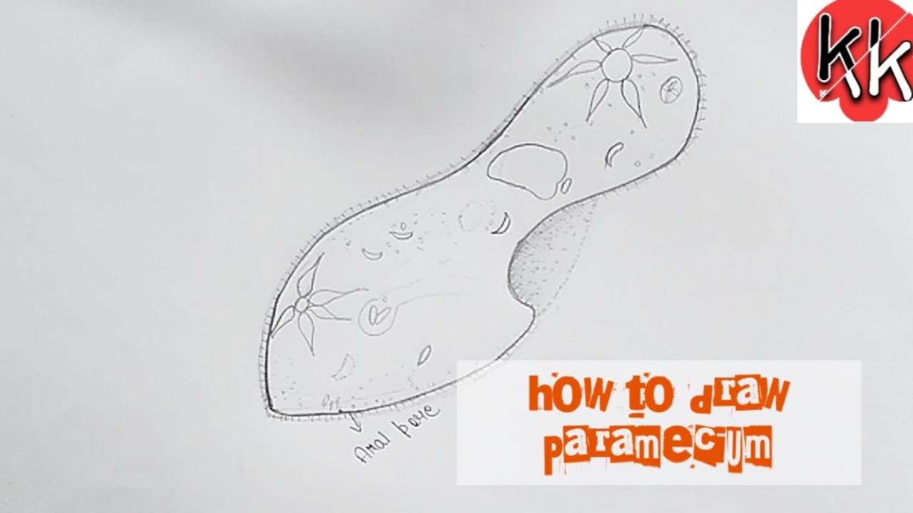 diagram of paramecium,easy diagram of paramecium. - YouTube