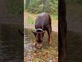САМ РЕШУУУ #собака #доберман #doberman #рекомендации #puppy #животные #recommended #reels #love