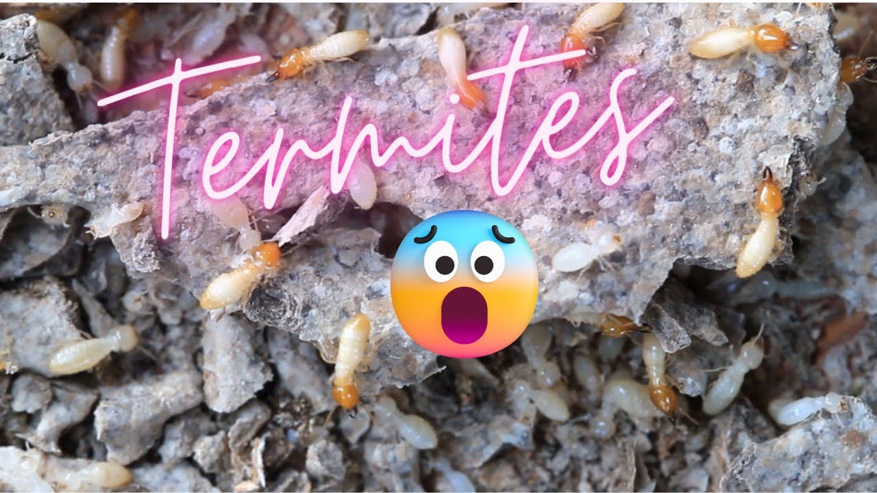 The mysterious world of termites. All the facts in one video