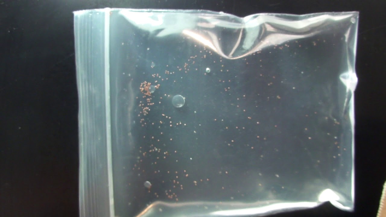 Triops australiensis hatching test