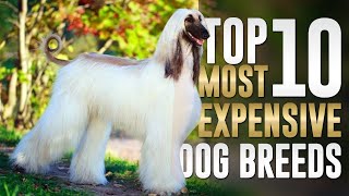 Famous Top 10 Most Expensive Dog Breeds In The World Profile