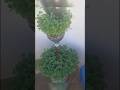 Torre de coentro #jardim #espaçoparacultivar #cultivaremcasa #jardinagem  #cultivesuaprópriacomida