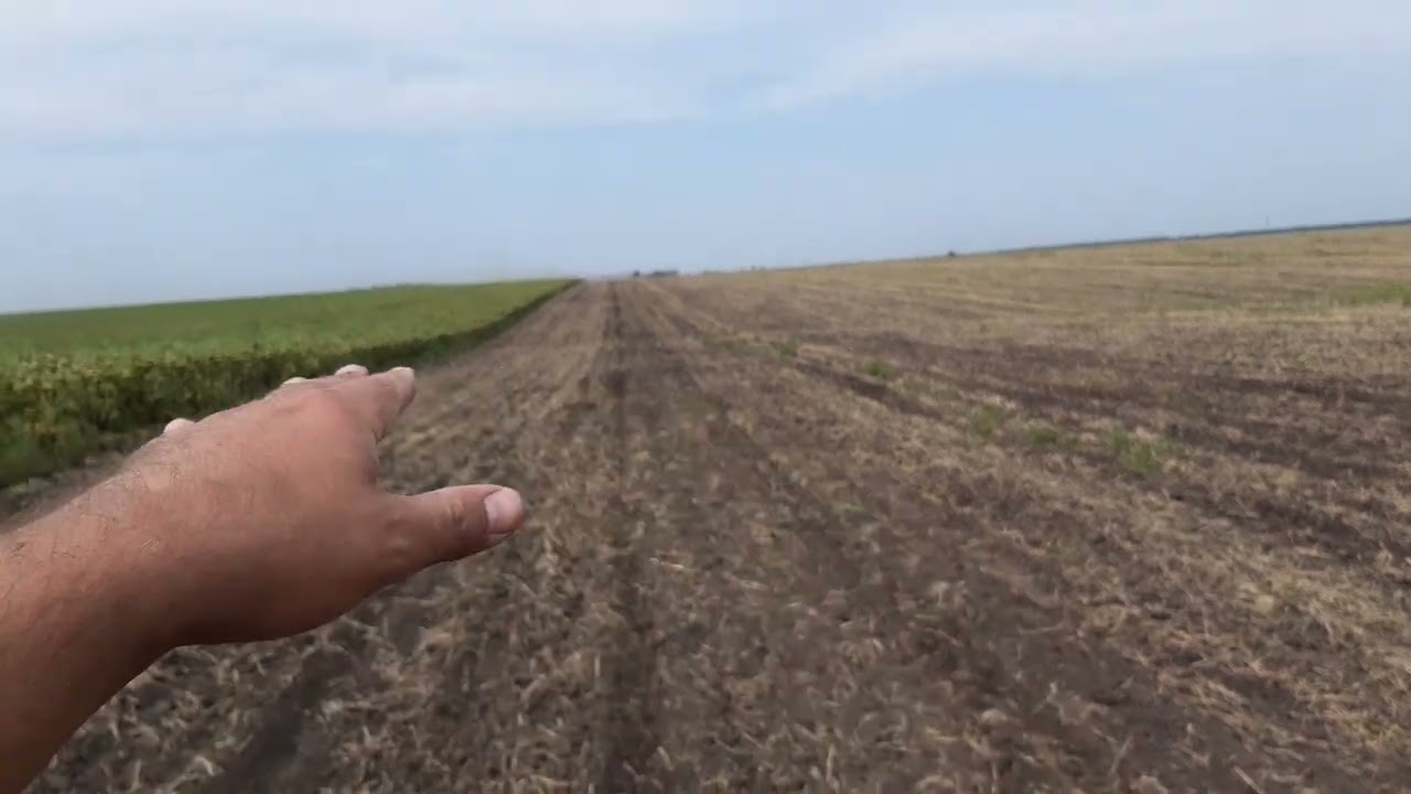 СІЄМО РІПАК НА 35+70е МІЖРЯДДЯ