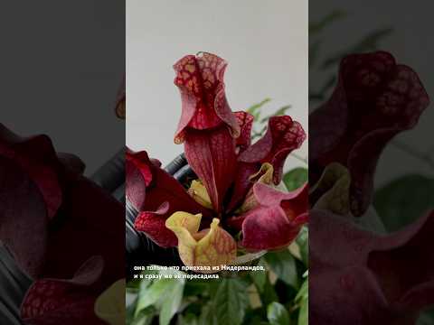 Sarracenia Venosa 💔