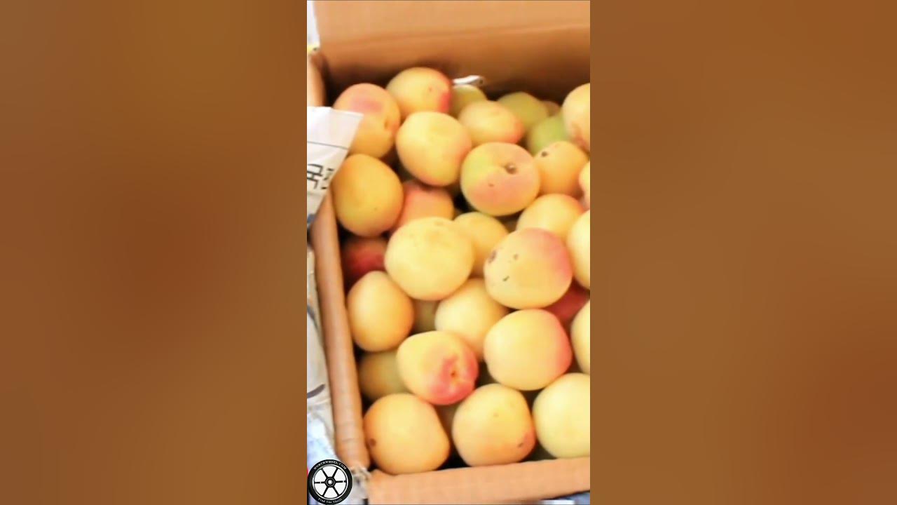 summer-in-punjab-5-northwheel-punjab-hotsummer-youtube