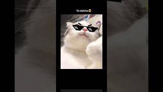 SMARTY.🤌❤️🩹✨🎧#cat #naughty #smart #audio #playful #youtubeshorts #viral