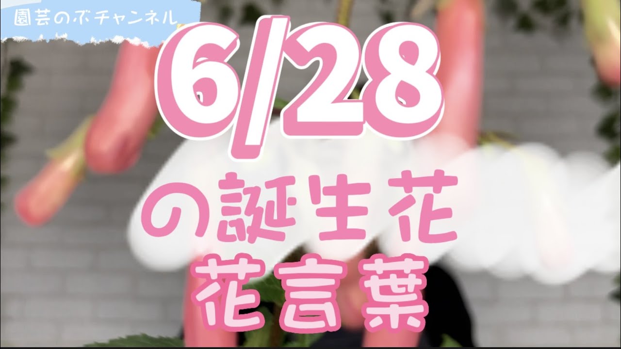 6 28の誕生花と花言葉 園芸のぶチャンネル 6月 28日 ガーデニング 雑学 トリビア フィゲリウス Youtube 6 28の誕生花と花言葉 園芸のぶチャンネル 6月 28日 ガーデニング 雑学 トリビア フィゲリウス Youtube